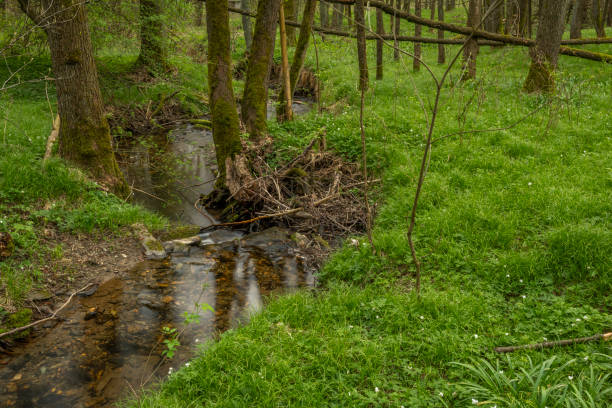 Cloudy dark evening near Roprachtice village with spring leaf tree forest and Kopaninsky creek
