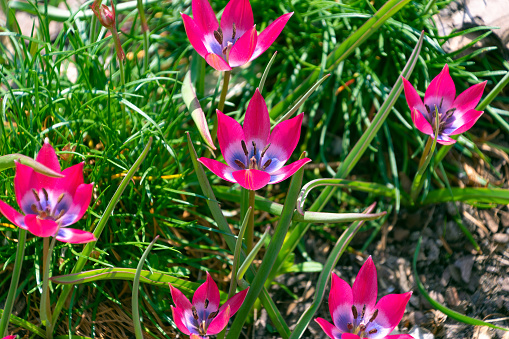 Beautiful pink flowers of Tulipa humilis. Spring bloom. Flower bed.