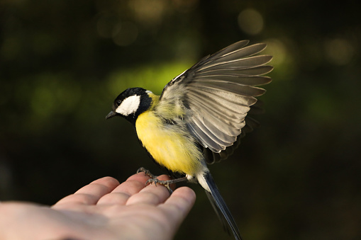 The tit on the hand eats grains