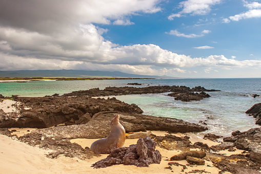 Galapagos Islands. Ecuador. Fur seals. Galapagos seals. Seals bask in the sun on the coast.. Animals of the Galapagos Islands.