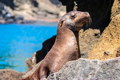 Galapagos islands. Ecuador. Galapagos fur seal got out of the water on the rocks. Sea lion basks in the sun. Bartolome animals. San Salvador isla fauna. Galapagos unique wild animal life. Tours to Ecuador.