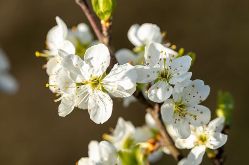 Prunus spinosa branch in bloom on springtime. Blackthorn tree with beautiful white flowers on a sunny day