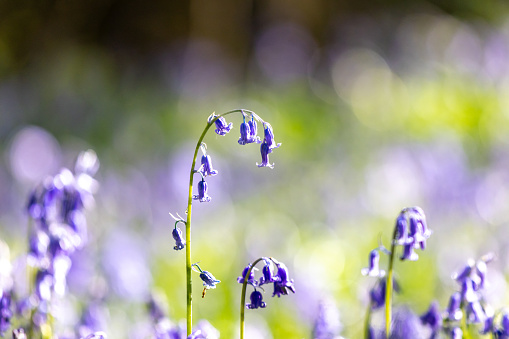 Pretty bluebells in the spring sunshine, with selective focus