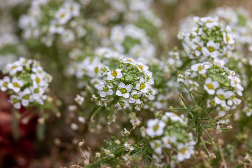 Close-up of blooming alyssum. Lobularia Maritima. White flowers, natural background, spring time and floral concepts.