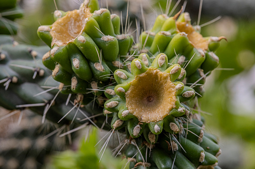 Close-up of snake cactus. Cylindropuntia spinosior.