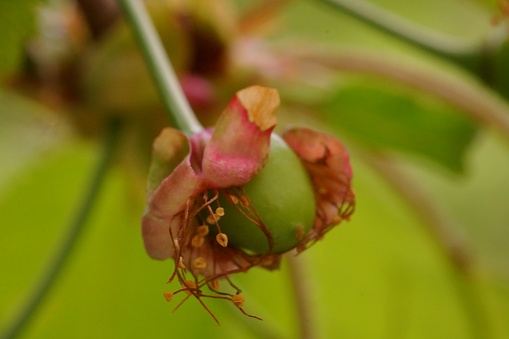 The transformation of cherry flowers into fruit; macro photo of the fruit in formation (tail, sepals, stamens, fruit); Prunus Cerasus;