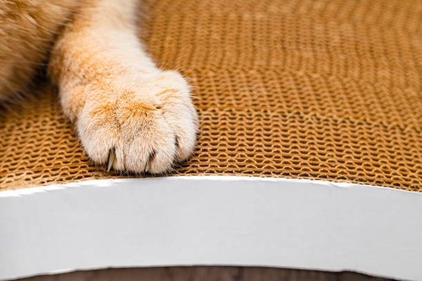 a cat's paw with claws extended lies on a floor scratching post. cat sharpens its claws on a scratching post. cat claws, close-up