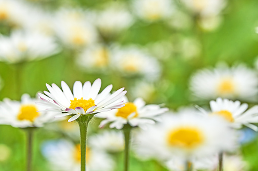 Daisies in the meadow