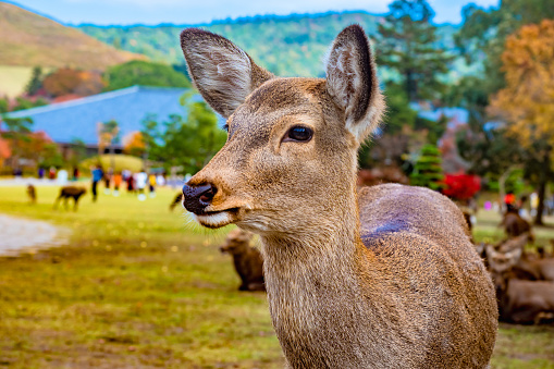 Japan Nara park. Wild deer in Nara park. Outskirts of Kyoto. A deer walks alongside the sturists. Tourist places in Japan. Doe looks into the distance. Doe in the park on the background of tourists.