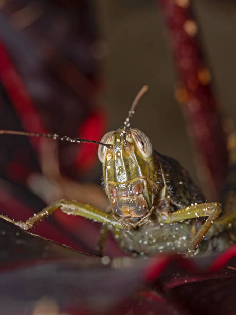 istock Close-up of a grasshopper's head 2149869049
