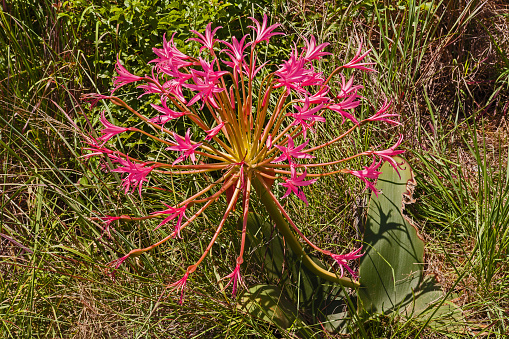 The spherical inflorescence of Nerine laticoma photographed at Walter Sisulu Botanical Gardens in Johannesburg South Africa