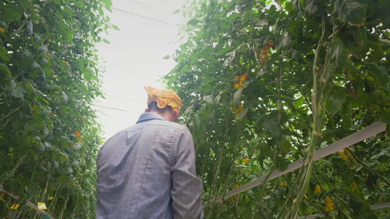 A young man uses scissors to harvest a large branch of yellow cherry tomatoes in a greenhouse. Growing tomatoes using hybroponics on an industrial scale. Live camera
