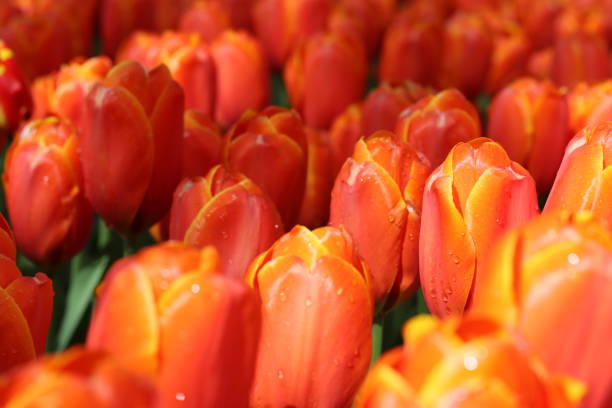 Close up of bright orange tulips