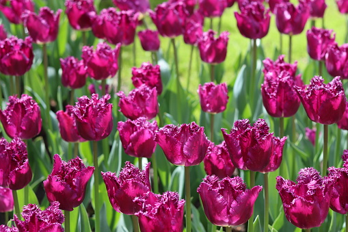 Purple tulips in a spring garden