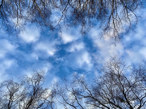 Bottom view of tree tops without leaves, blue sky and white clouds, photo landscape