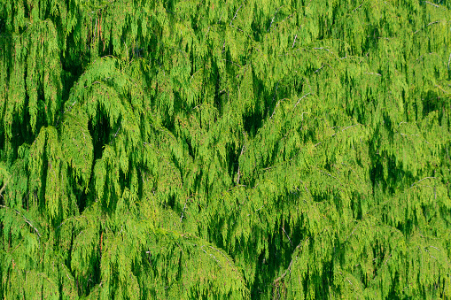 Green coniferous background. Callitropsis nootkatensis. the cypress family. Nootka cypress, yellow cypress, Alaska cypress, Nootka cedar, yellow cedar, Alaska cedar.