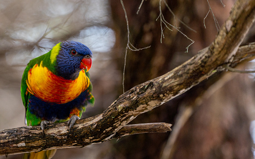 Wild Lorikeet bird in New South Wales,  Eastern Australia