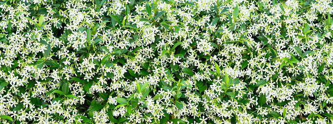 Blossoming Chinese star jasmine flowers