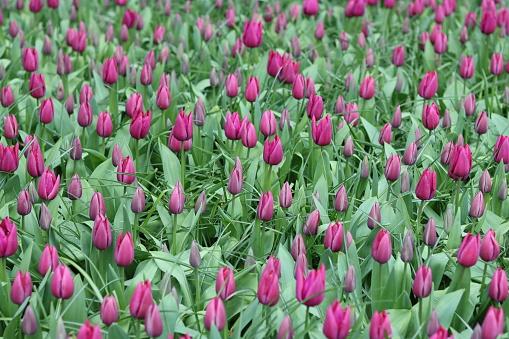 Masses of purple tulips in a spring garden