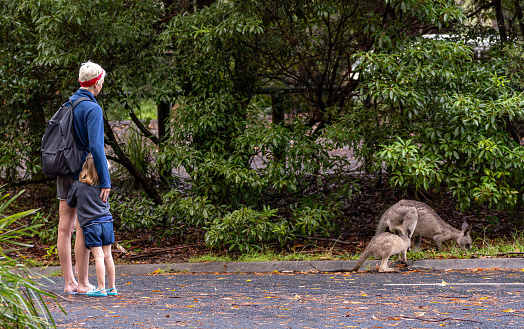 Mother and Daughter observing a wild Eastern Gray Kangaroo in New South Wales,  Eastern Australia