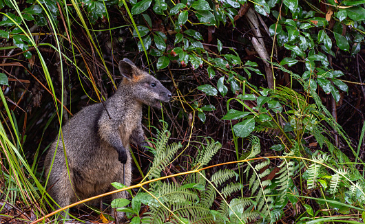 Australian Swamp Wallaby (or Black Wallaby) with a joey (baby) in its pouch