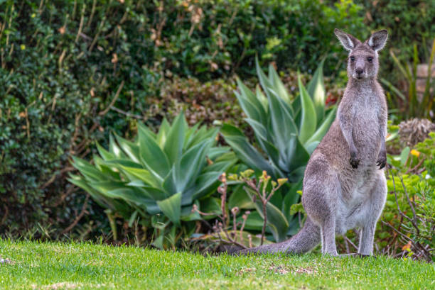 Wild Eastern Gray Kangaroo in New South Wales,  Eastern Australia