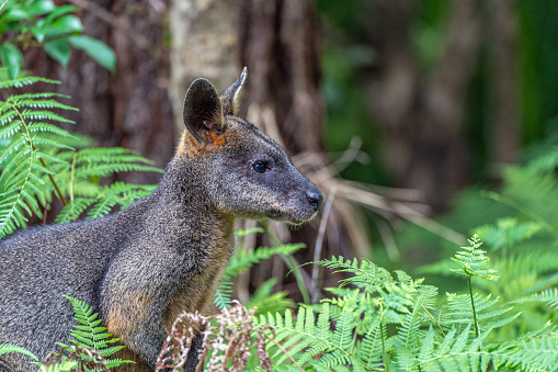 Wild Swamp Wallaby in New South Wales,  Eastern Australia