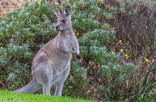 Eastern grey, Macropus giganteus, also known as great grey or Forester kangaroo with baby joey in pouch
