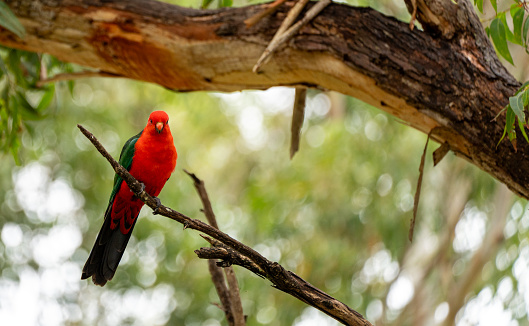 Wild King Parrot bird in New South Wales,  Eastern Australia
