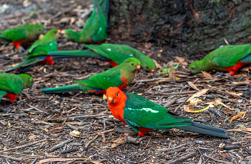 Wild King Parrot bird in New South Wales,  Eastern Australia
