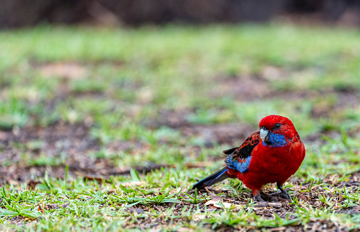 Wild Crimson Rosella bird in New South Wales,  Eastern Australia