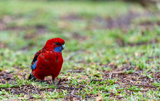 Wild Crimson Rosella bird  in New South Wales,  Eastern Australia