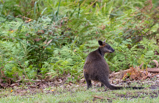 A Wallaby on the Meehan Ranges of Tasmania, Australia