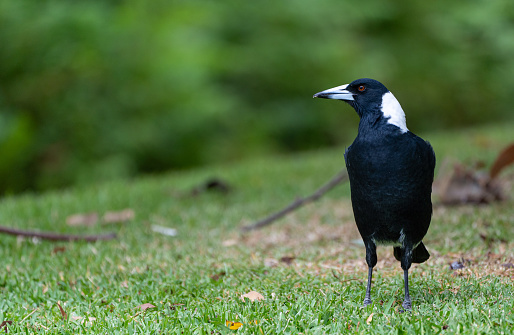 Wild Currawong bird in New South Wales,  Eastern Australia