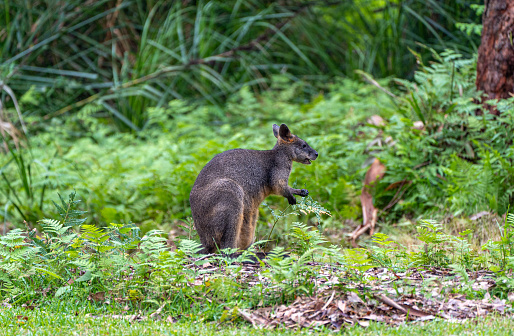 a Wallaby sits joey in pouch while others forage for food around her on Bruny Island off Tasmania, Australia