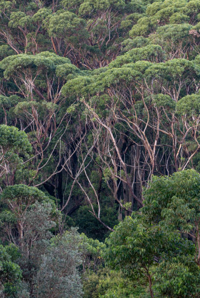 Tall eucalyptus gum trees in New South Wales,  Eastern Australia
