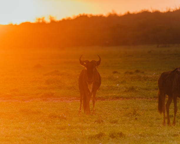 istock Wildebeest herd at sunset in the Masai Mara, Kenya 2149873437