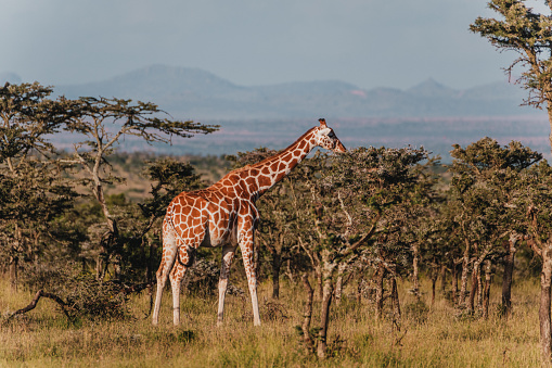 Giraffe grazing in the serene Ol Pejeta Conservancy