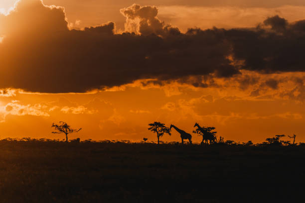 istock Giraffe silhouettes beneath a dramatic sunset sky in Ol Pejeta 2149873803