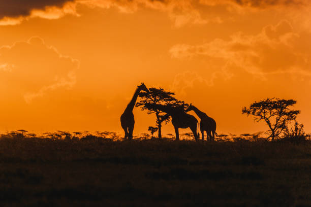 istock Giraffe silhouettes beneath a dramatic sunset sky in Ol Pejeta 2149873824