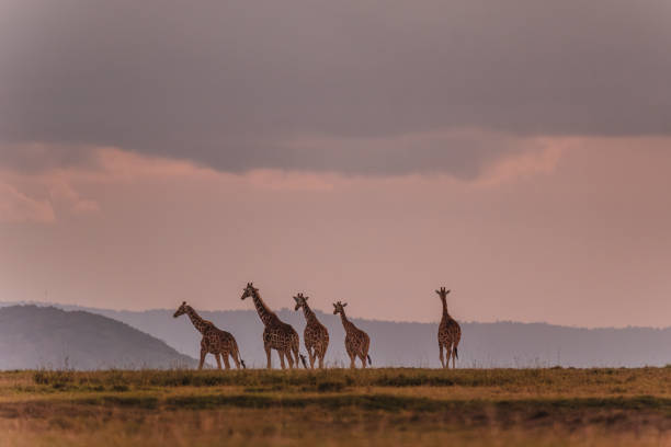 Giraffe procession under a moody sky in Ol Pejeta Conservancy