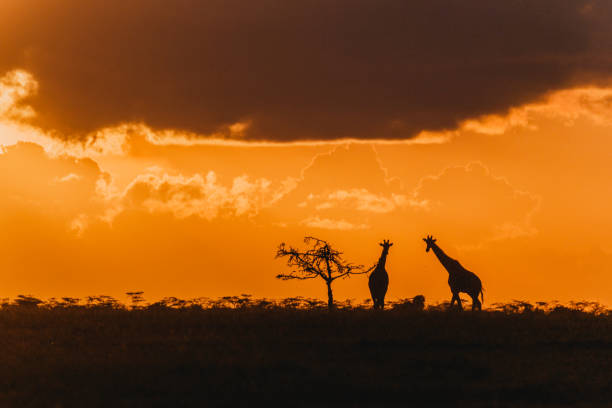 istock Giraffe silhouettes beneath a dramatic sunset sky in Ol Pejeta 2149873870