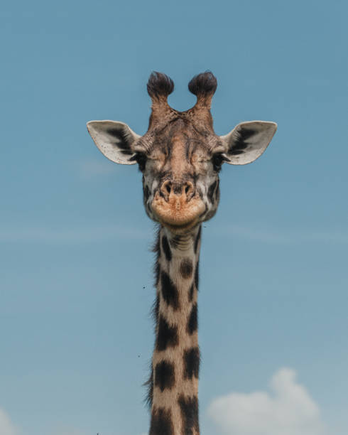 istock Giraffe with a backdrop of blue sky, Ol Pejeta Conservancy, Kenya 2149873965
