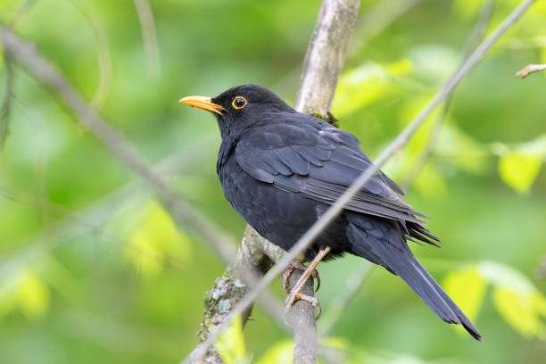 istock male common blacbird perched on branch 2149874024
