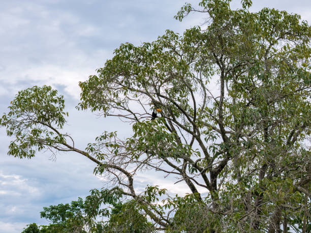 istock Adult Toco Toucans 2149874246