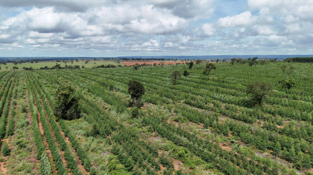 istock cultivation of eucalyptus trees 2149874401