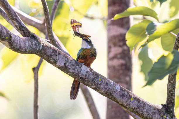 Animal Rufous-tailed Jacamar Bird preying on a butterfly