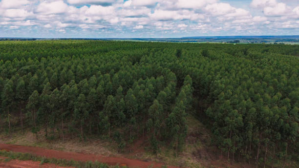 istock cultivation of eucalyptus trees 2149874475