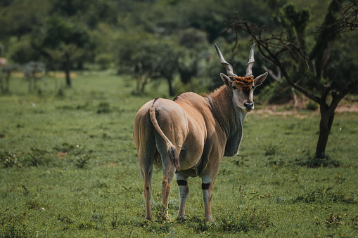 Solitary eland looks back in the verdant Masai Mara savannah