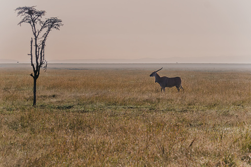 Eland strides across the misty plains of Ol Pejeta, Kenya